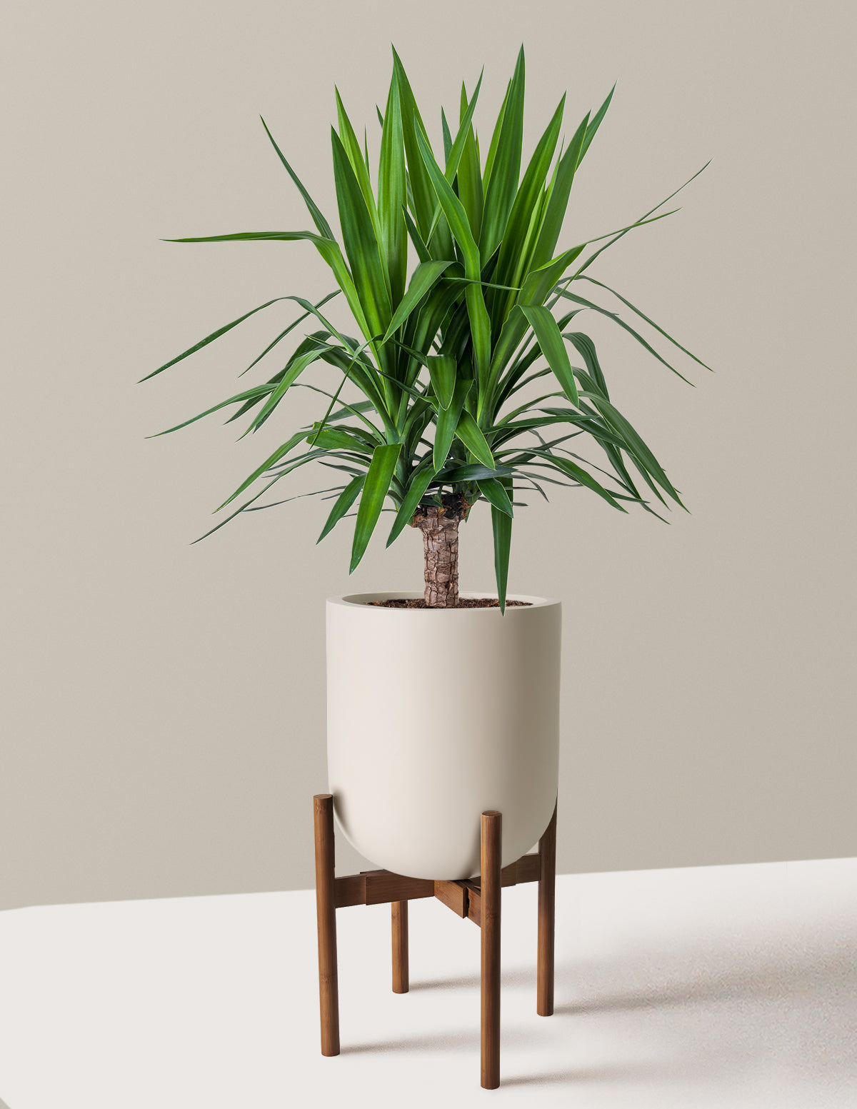Yucca Plant Single Stem