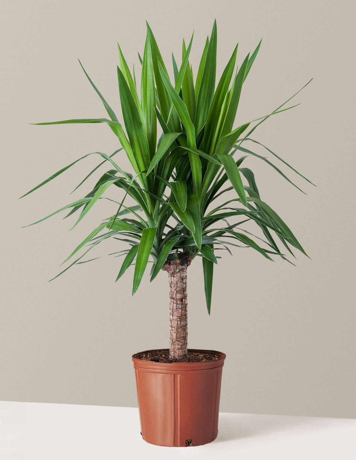 Yucca Plant Single Stem