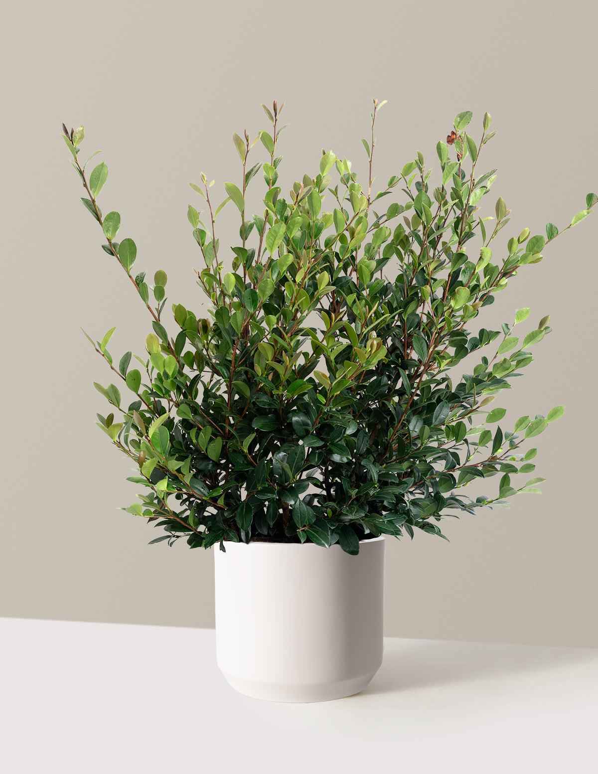 Yuletide Camellia