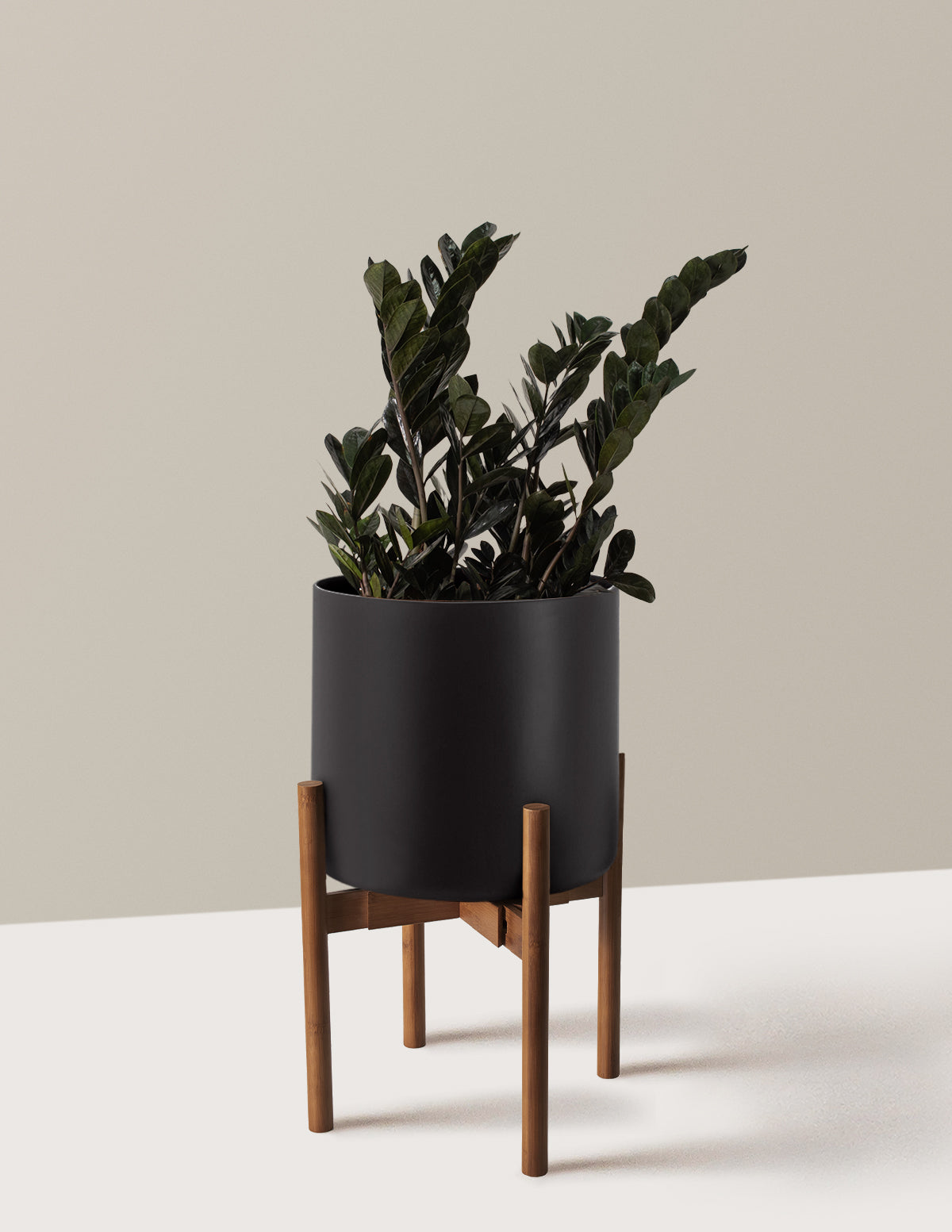 Black ZZ Plant