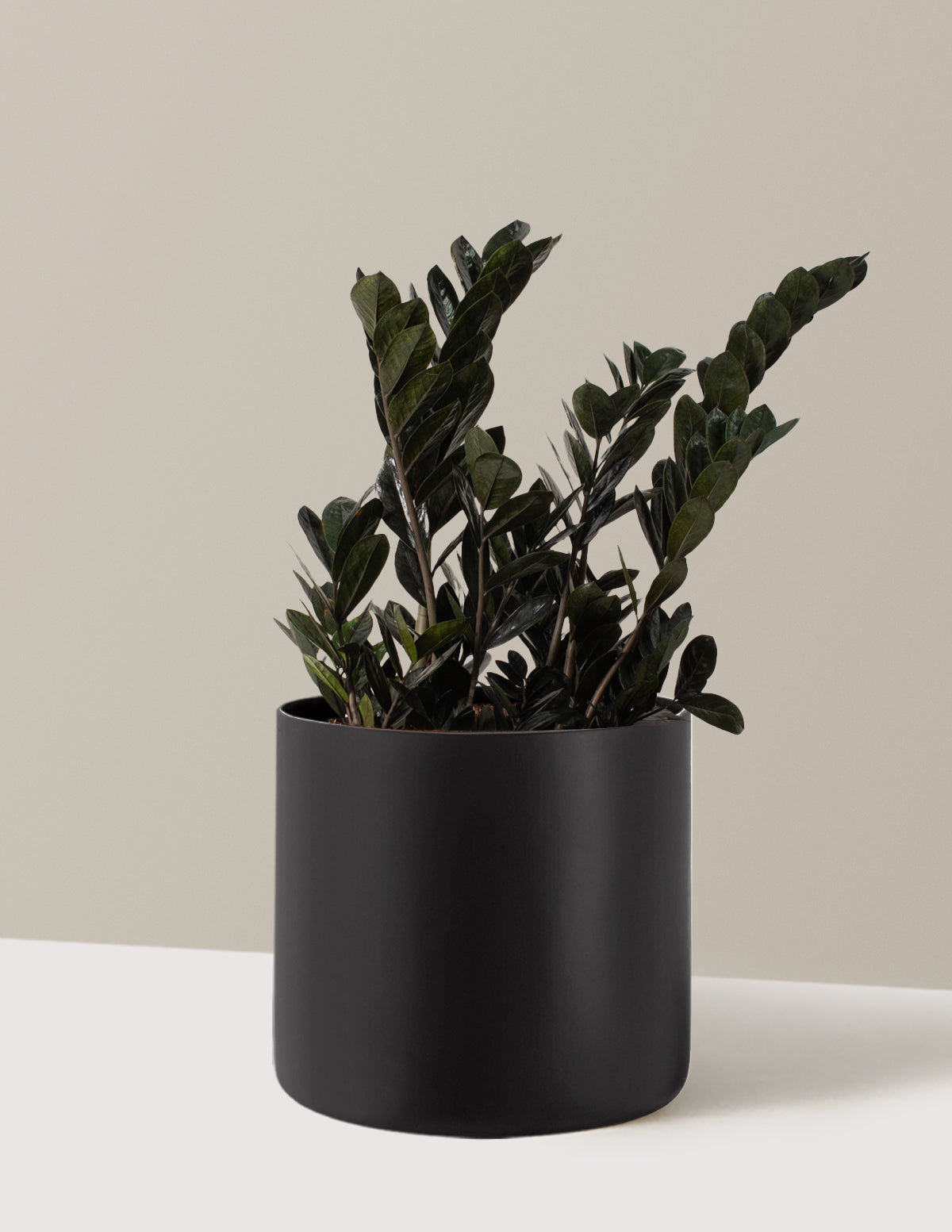 Black ZZ Plant