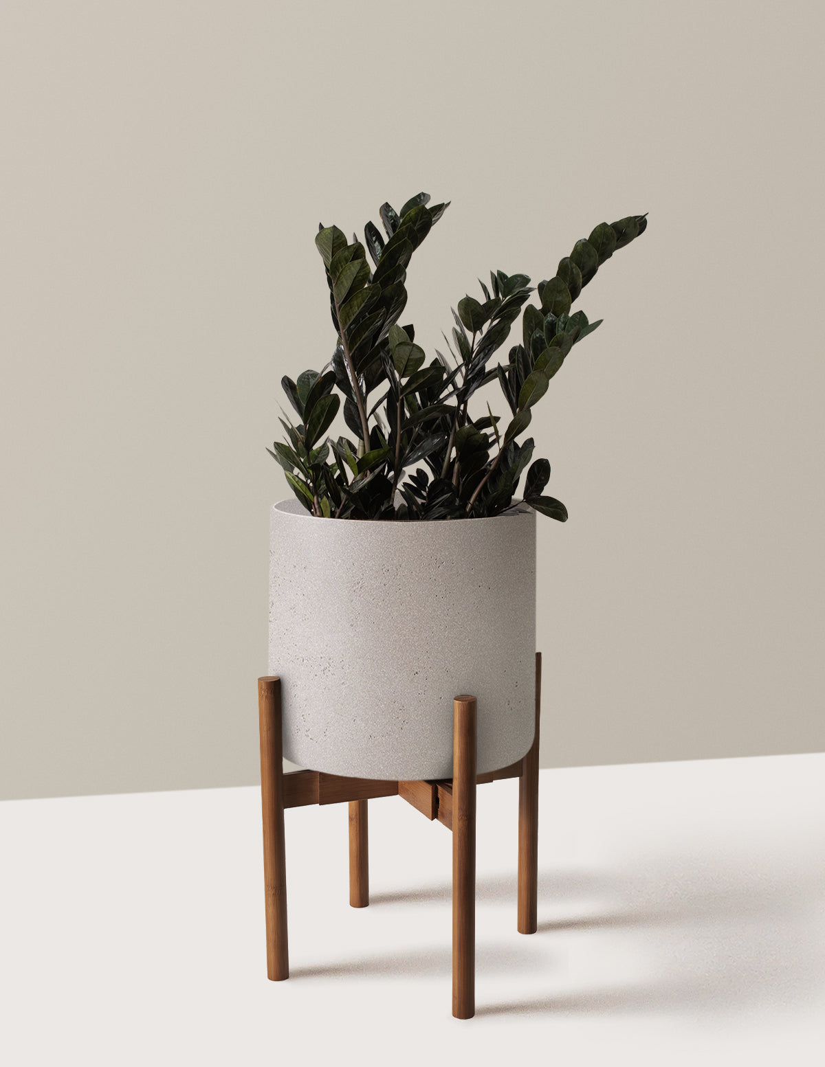 Black ZZ Plant