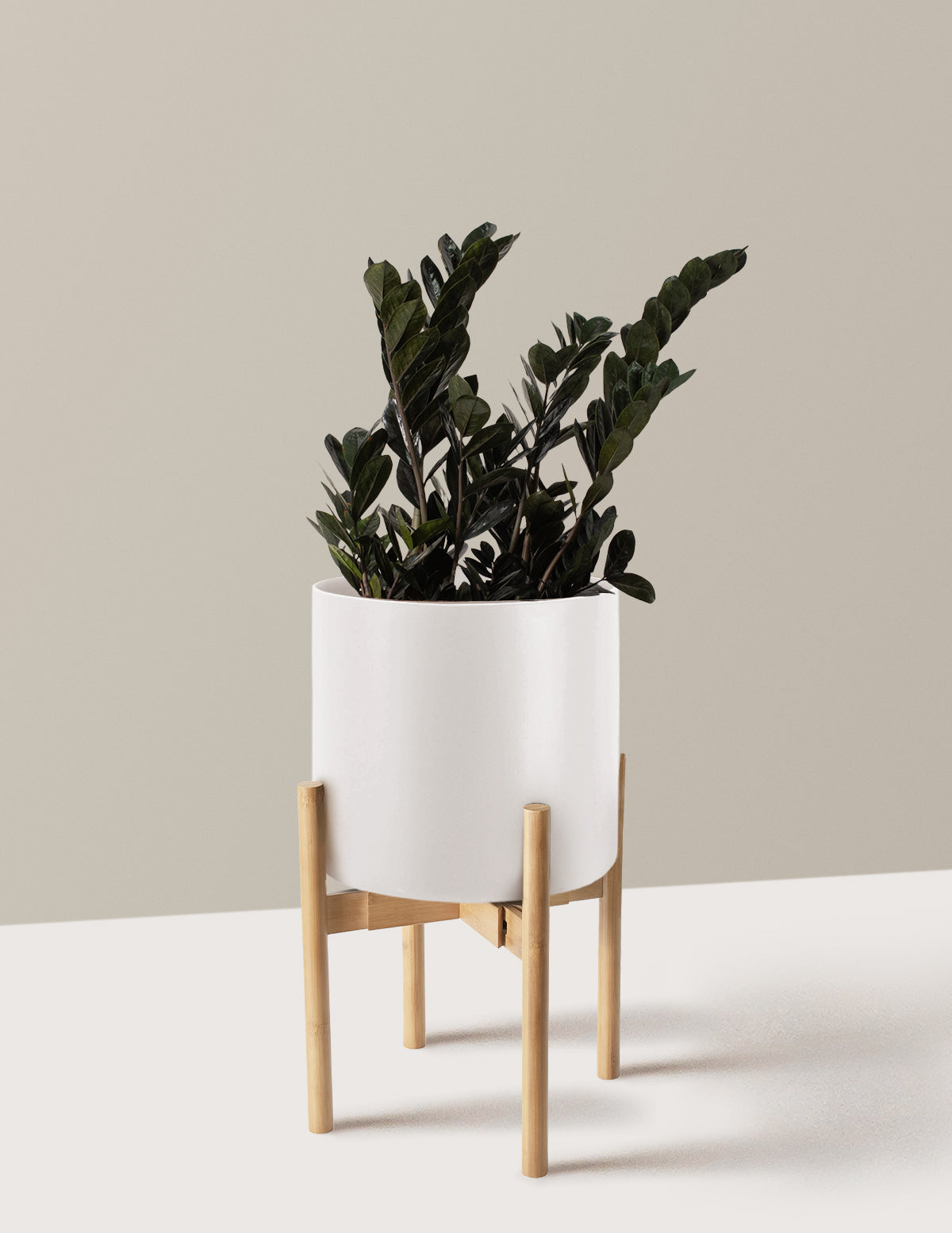 Black ZZ Plant