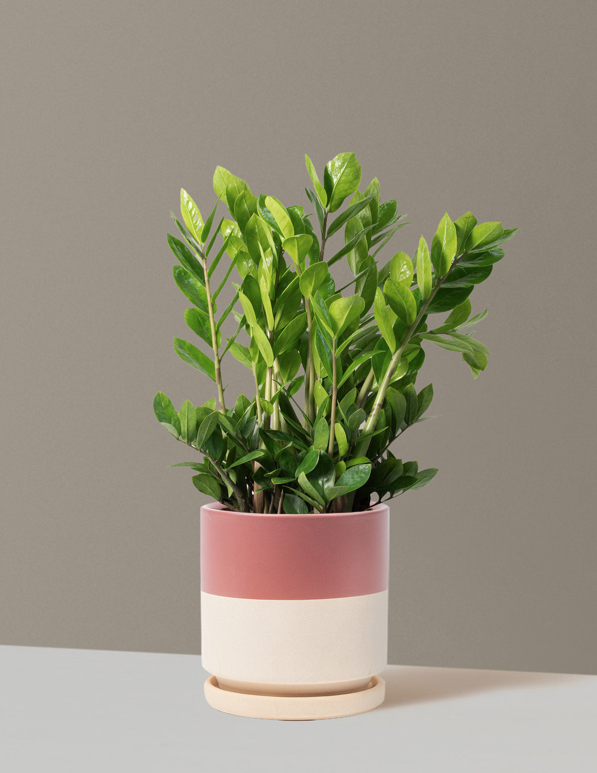 ZZ Plant