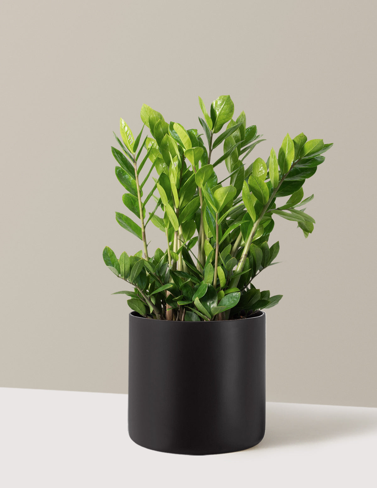 ZZ Plant