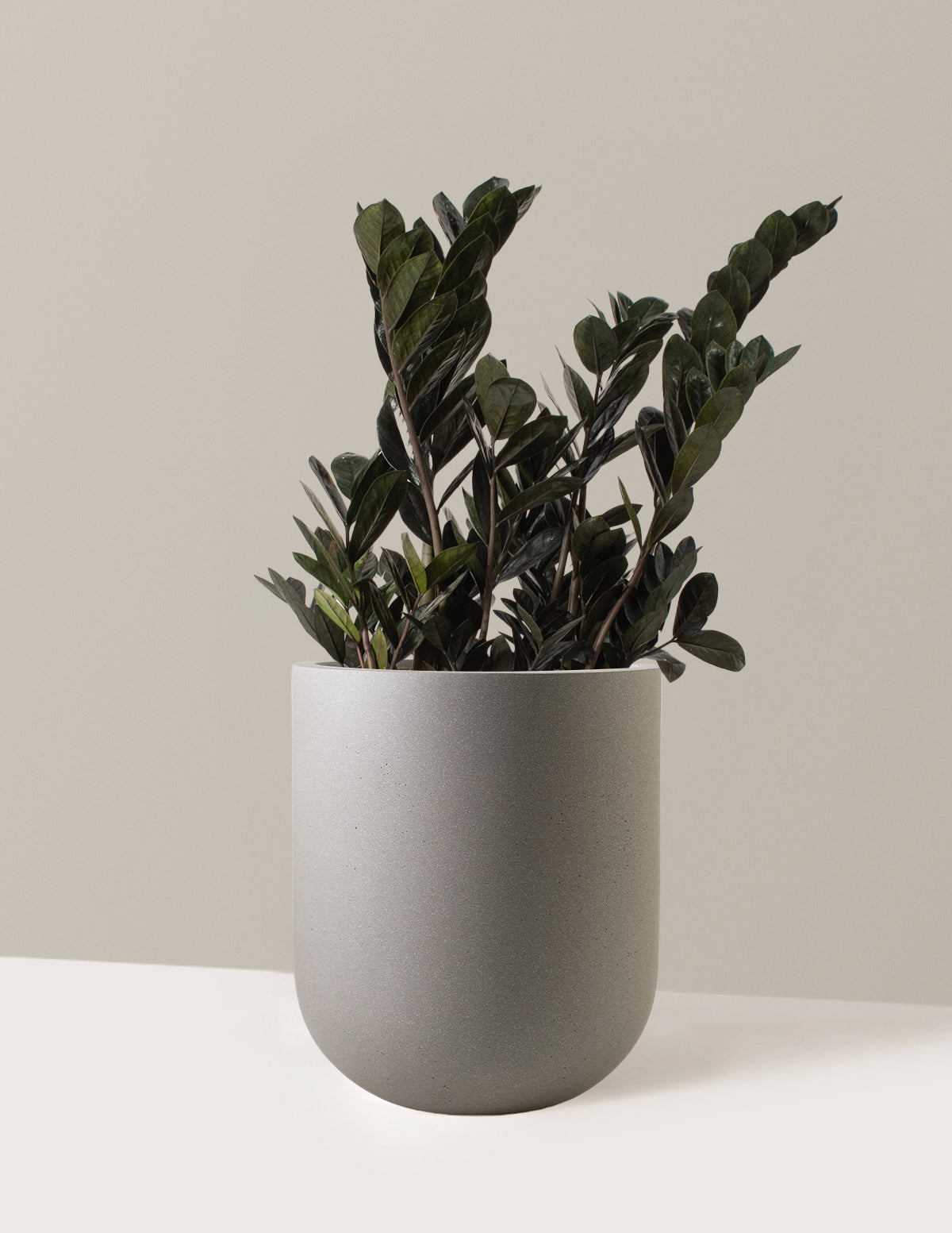 Black ZZ Plant