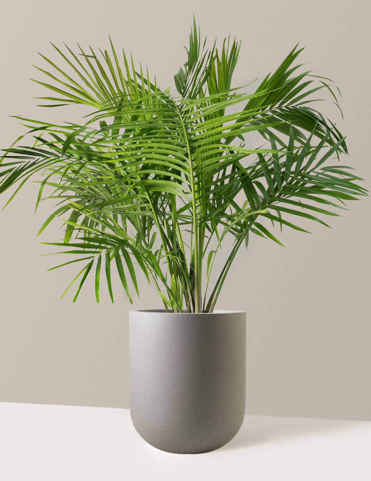 Large Majesty Palm
