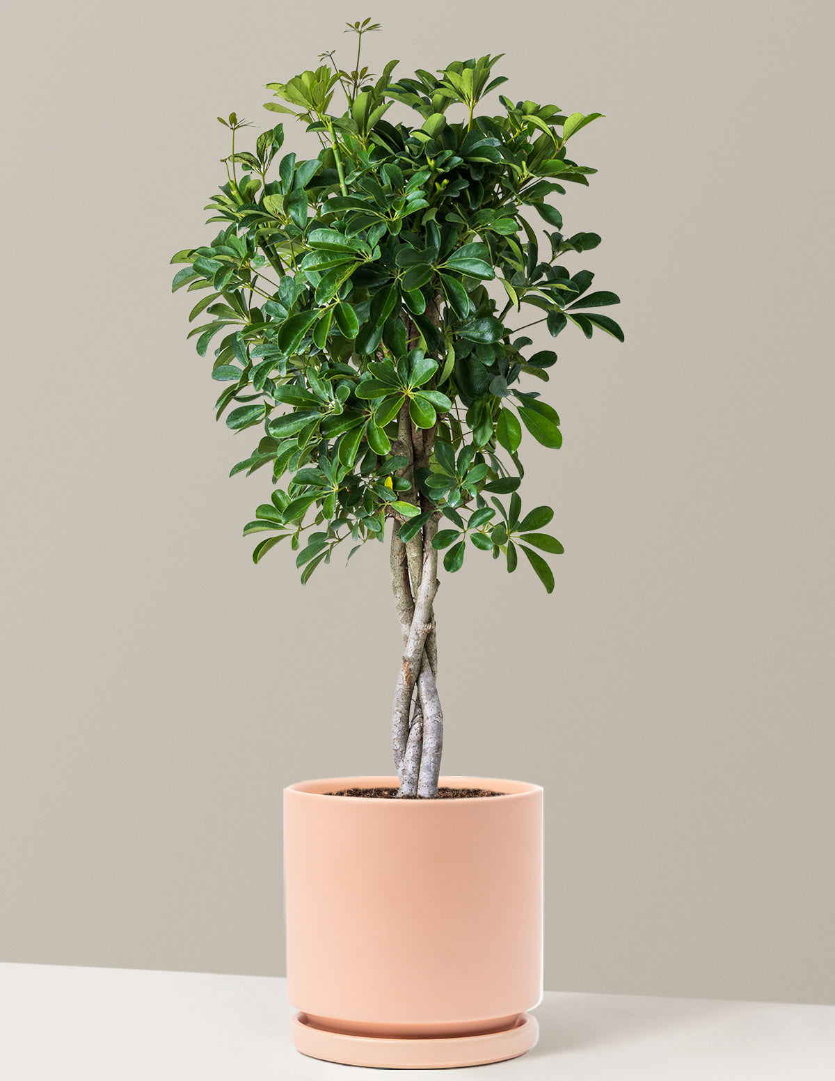 Schefflera Arboricola Braid