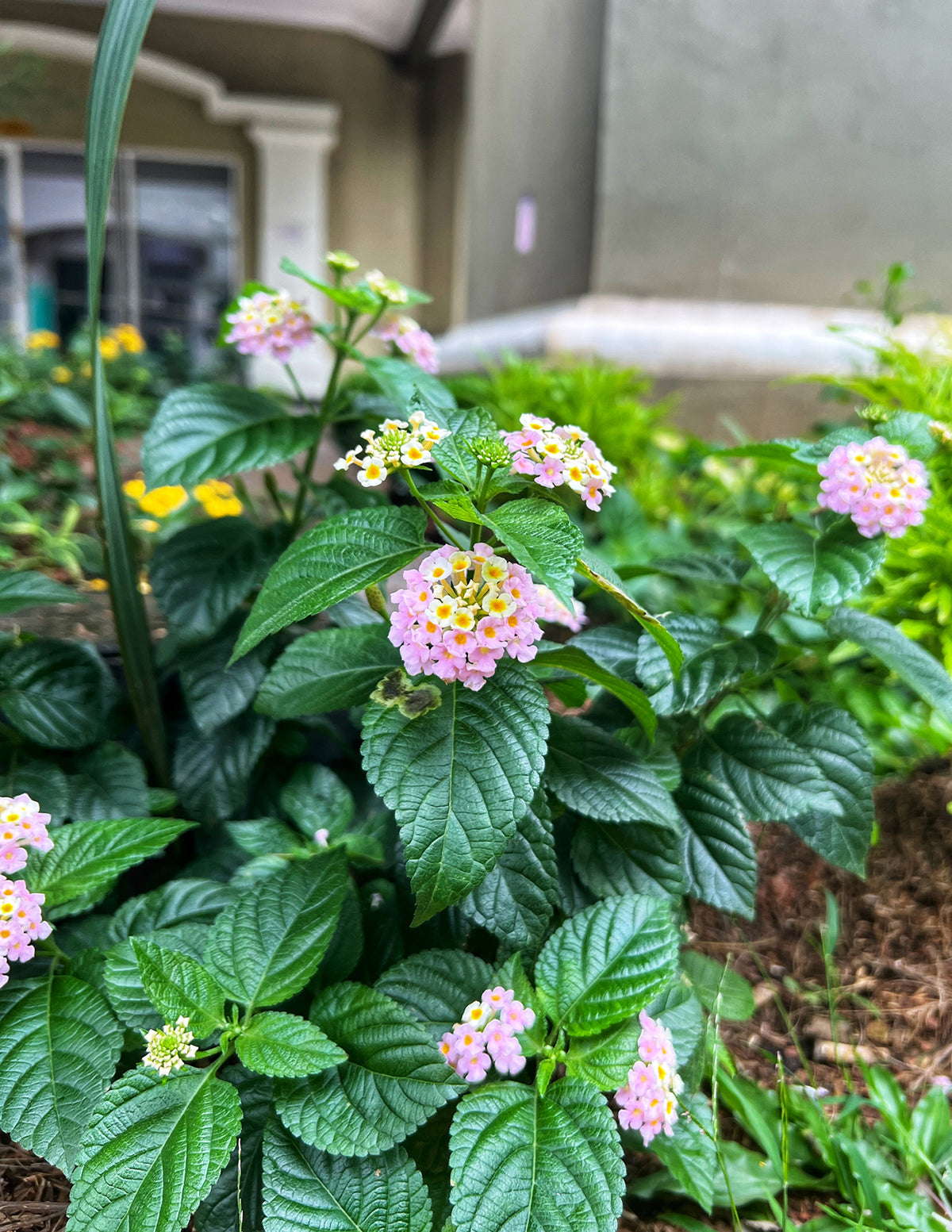 Mary Ann Lantana