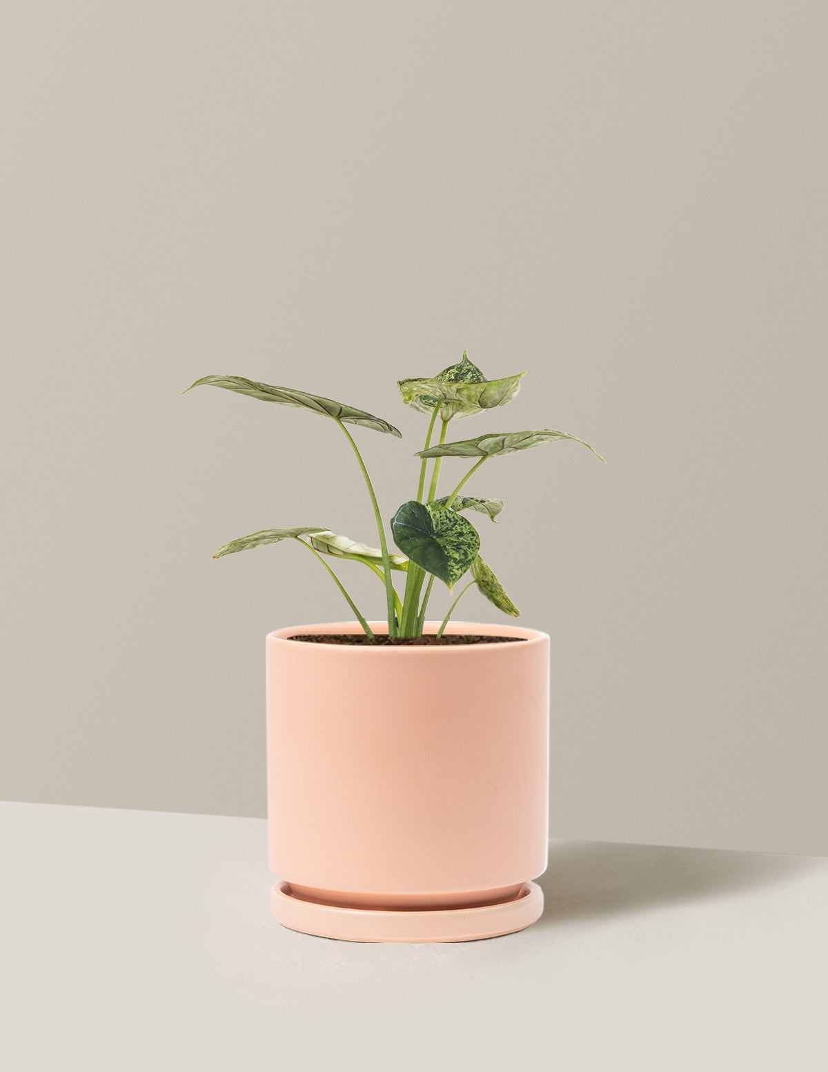 Alocasia Green Mint