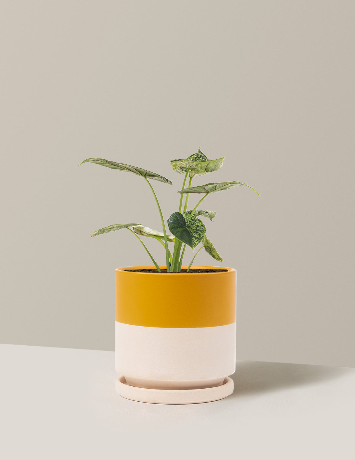 Alocasia Green Mint