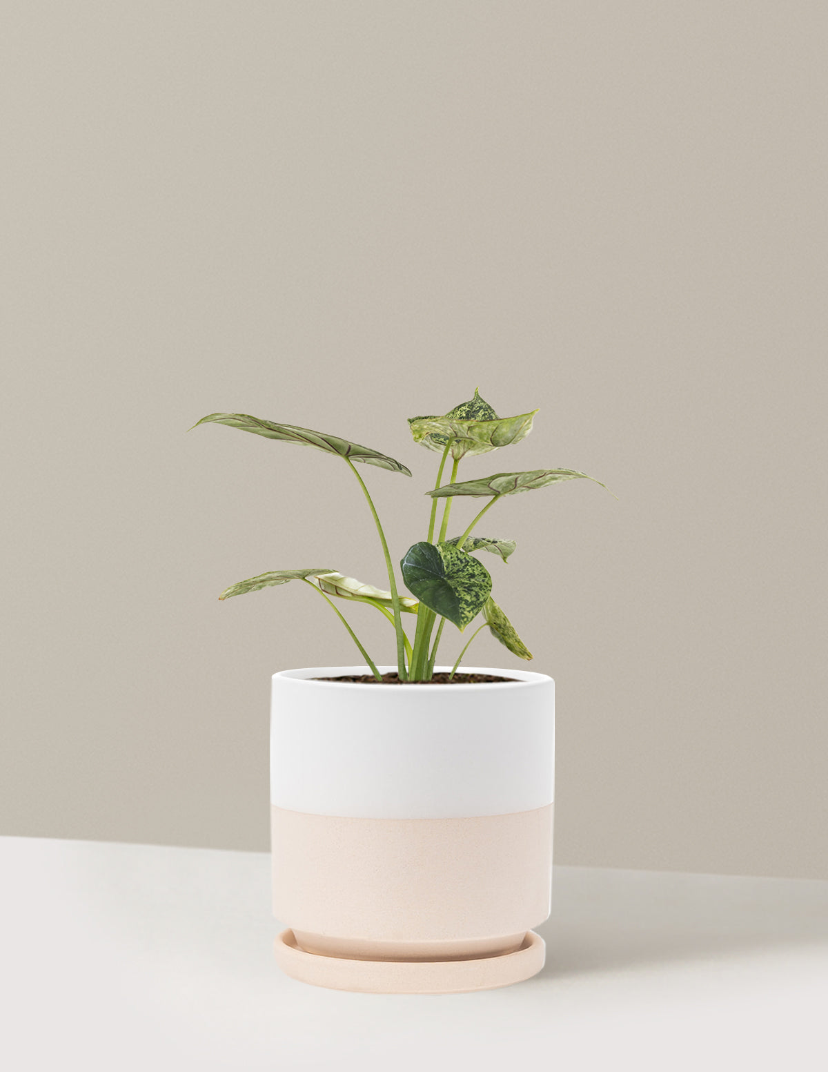 Alocasia Green Mint
