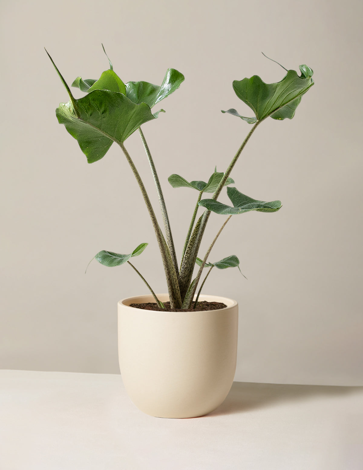 Alocasia Stingray