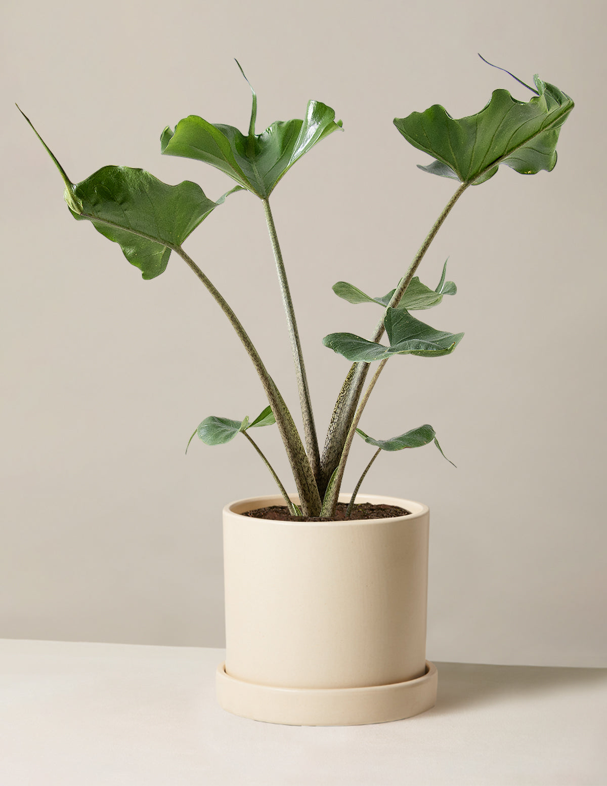 Alocasia Stingray