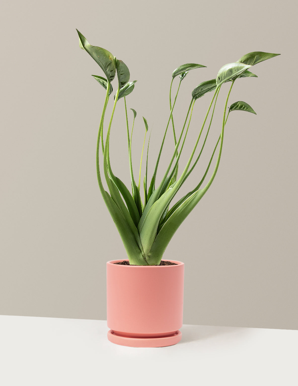 Alocasia Tiny Dancer
