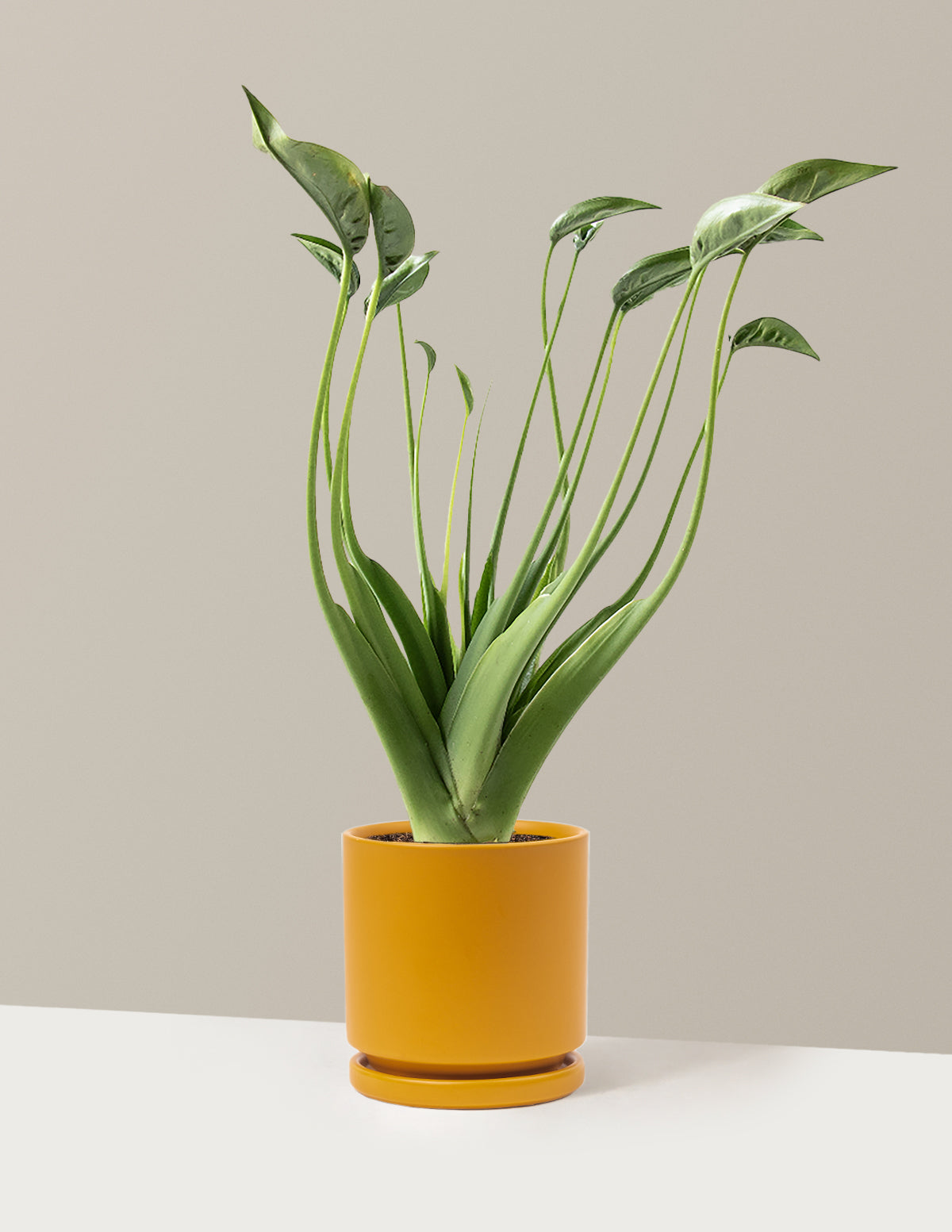 Alocasia Tiny Dancer