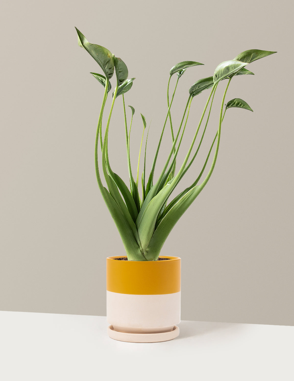 Alocasia Tiny Dancer