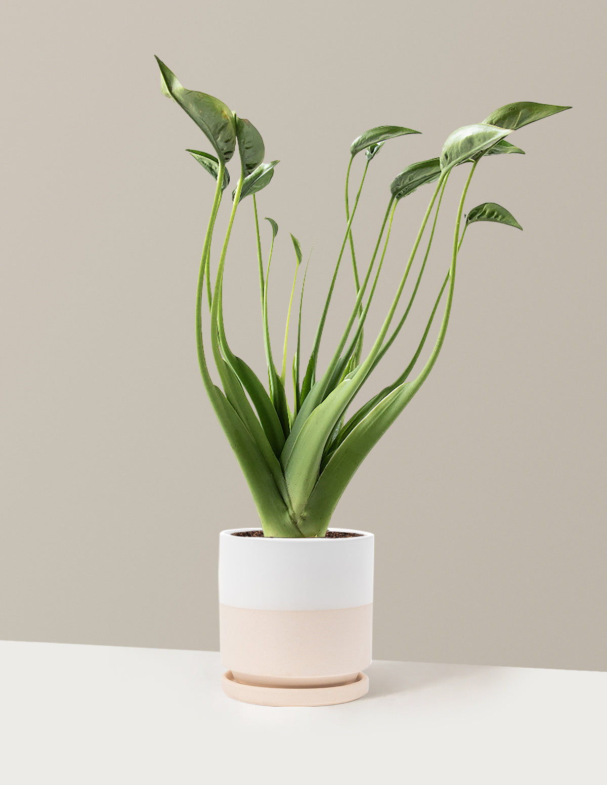 Alocasia Tiny Dancer