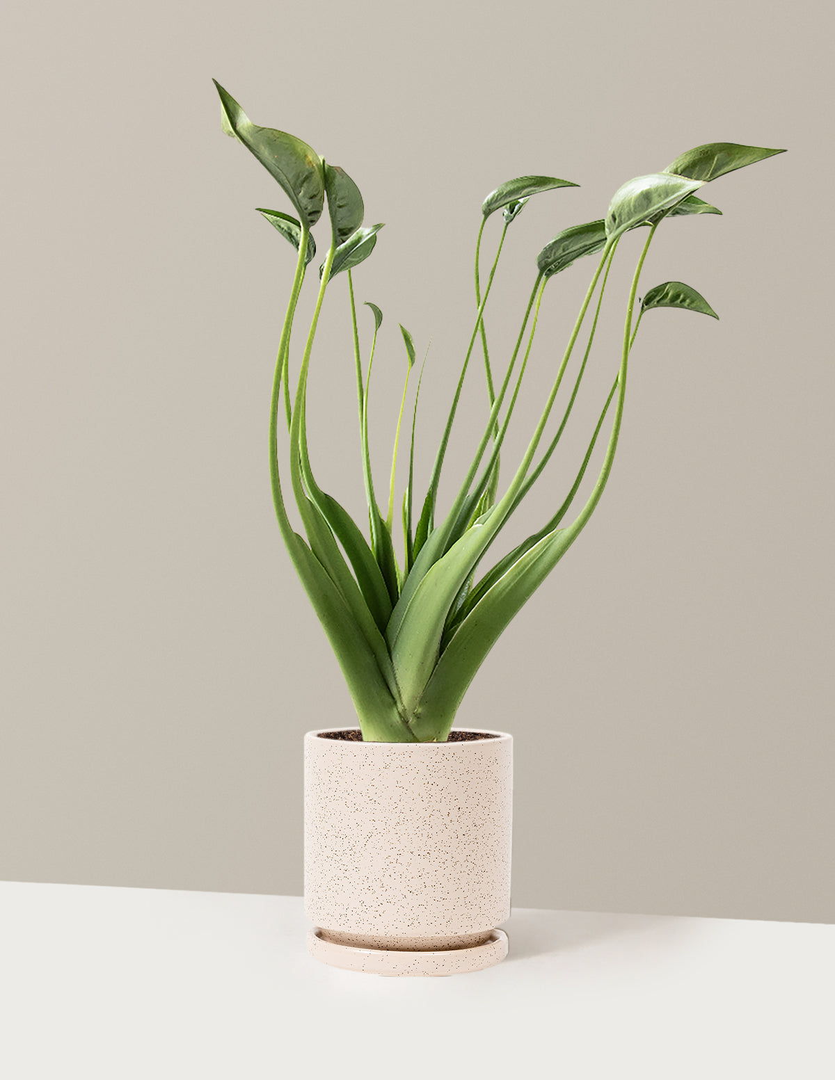 Alocasia Tiny Dancer