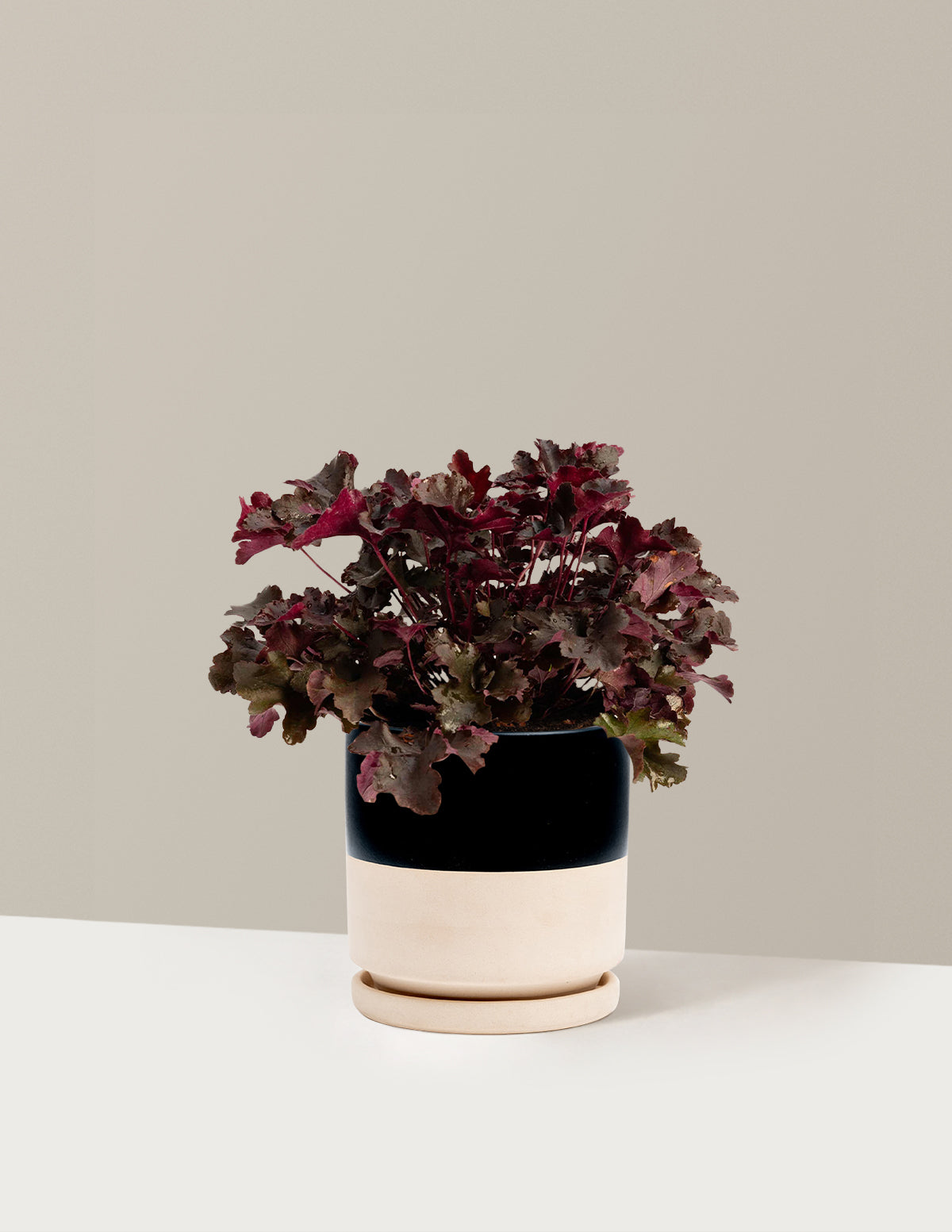 Balboa Sunset® Heuchera
