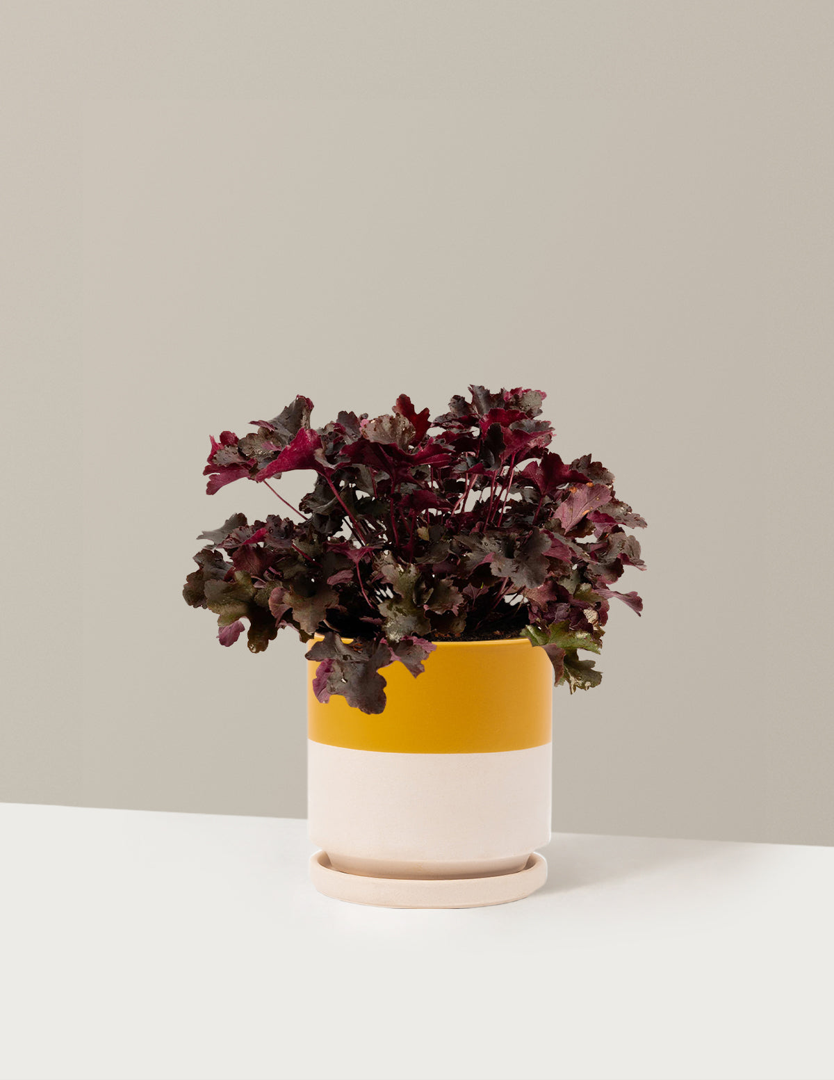 Balboa Sunset® Heuchera