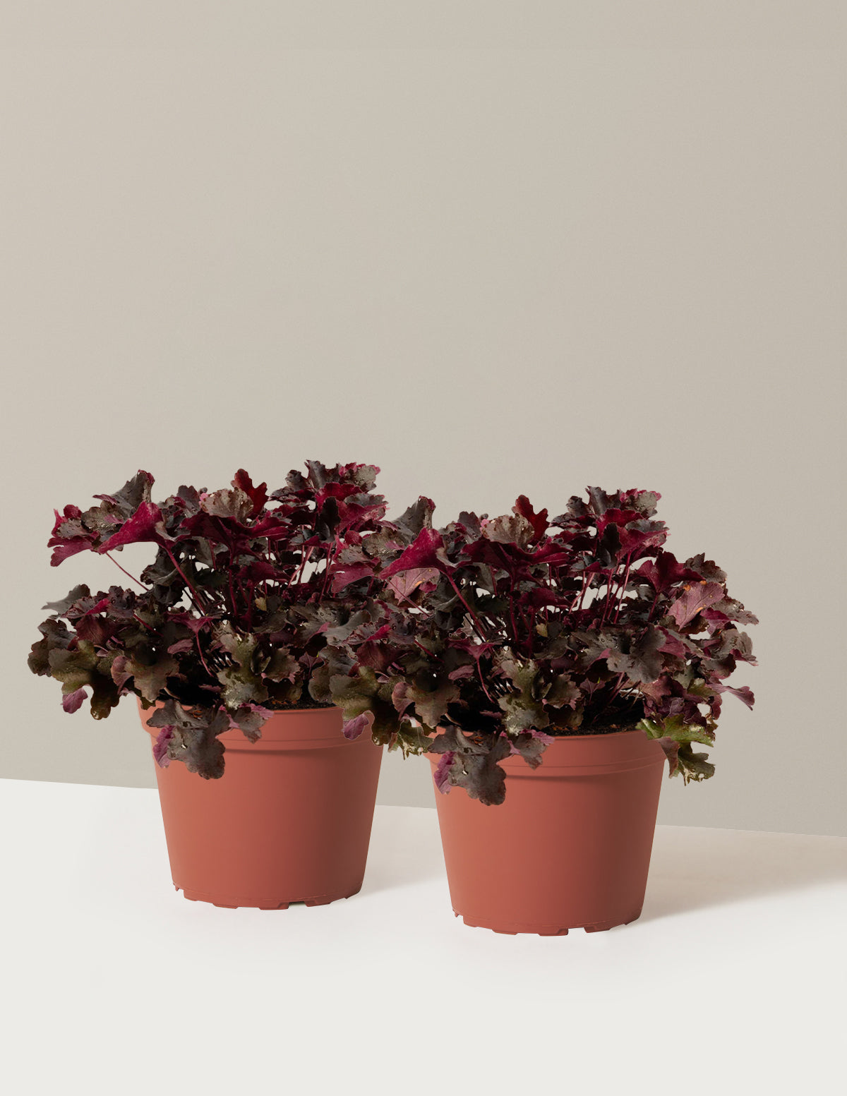 Balboa Sunset® Heuchera