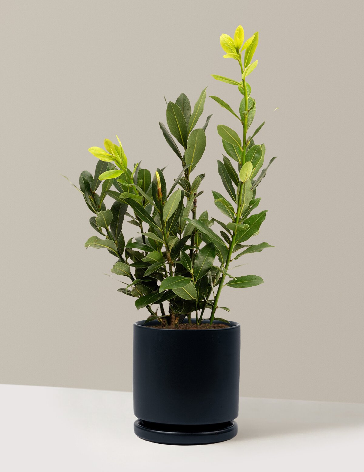 Bay Laurel