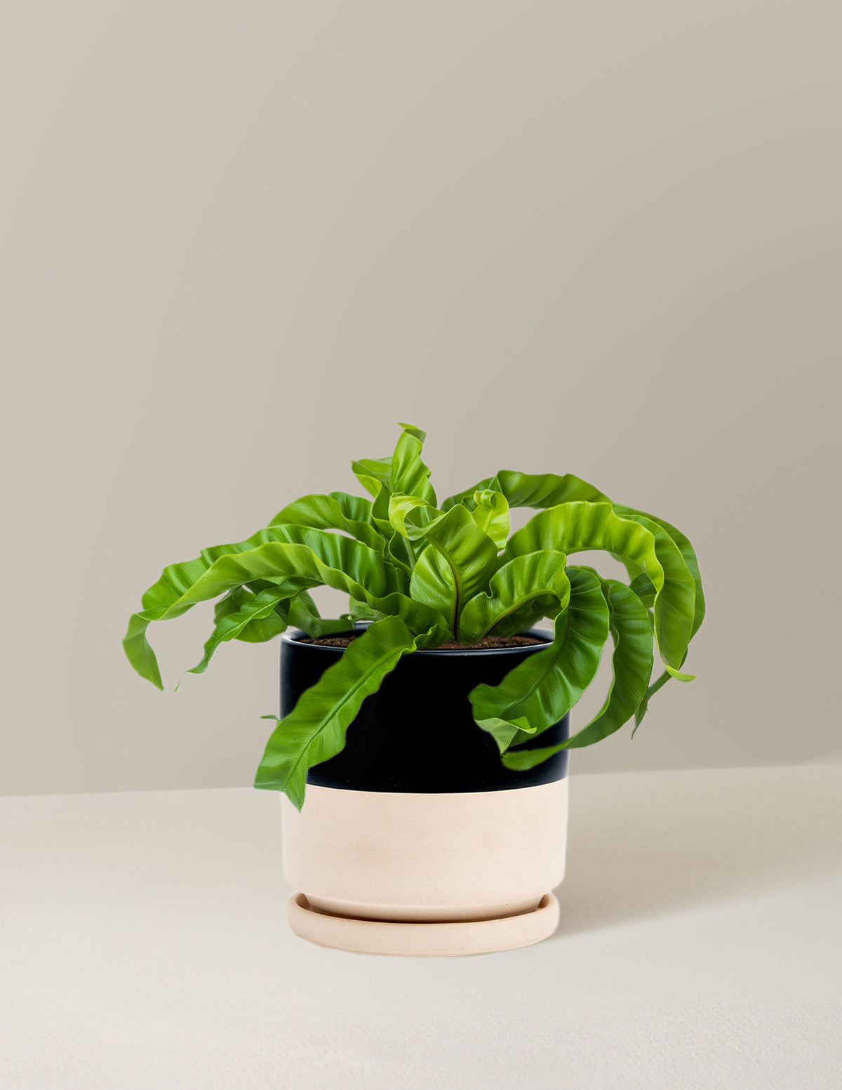 Hurricane Fern