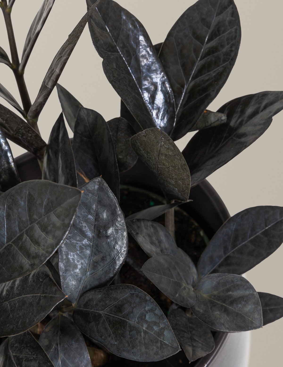 Black ZZ Plant