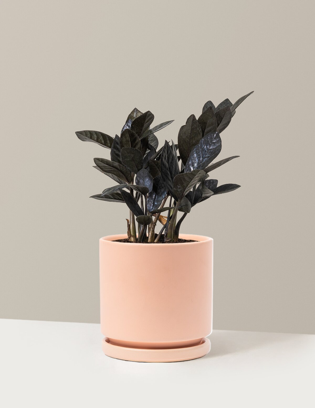 Black ZZ Plant