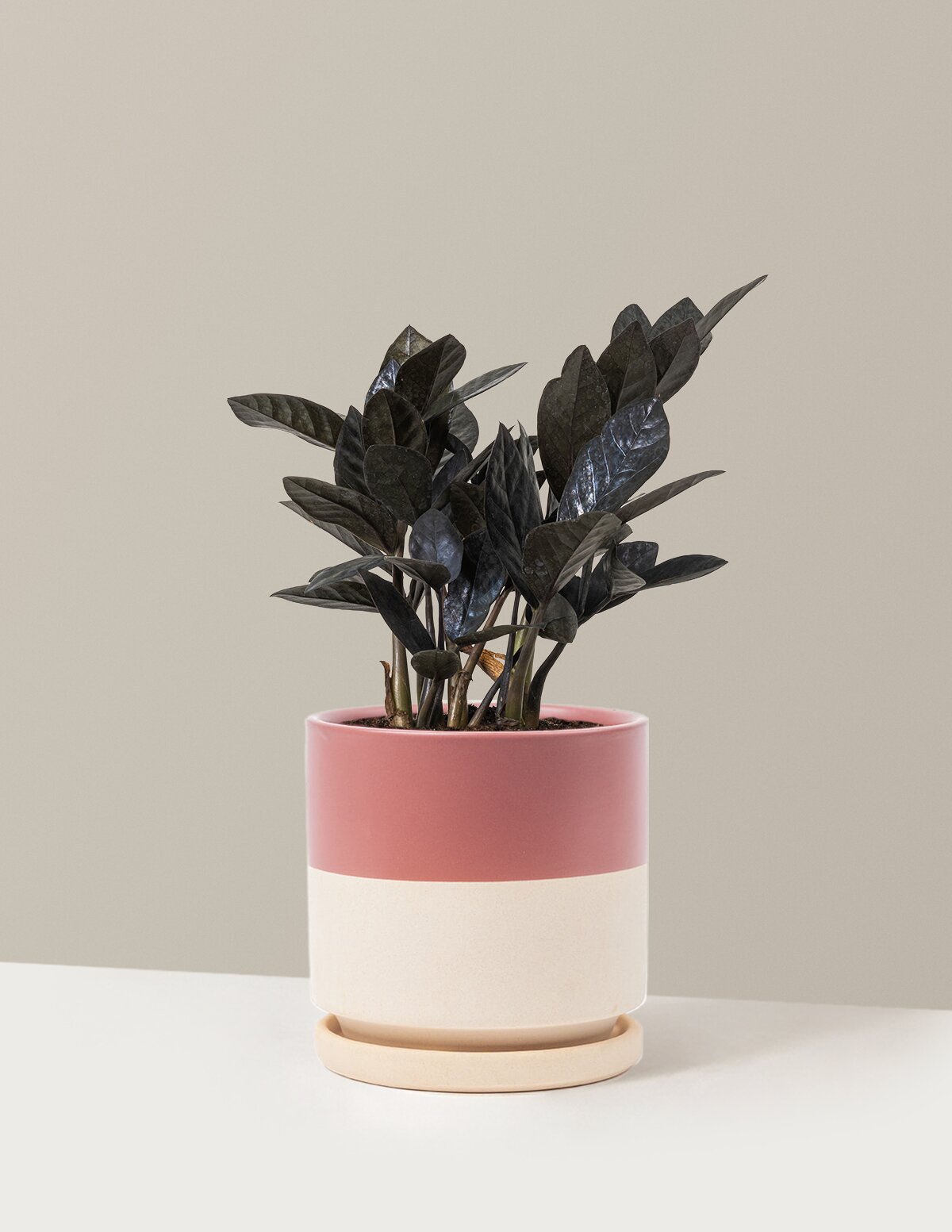 Black ZZ Plant