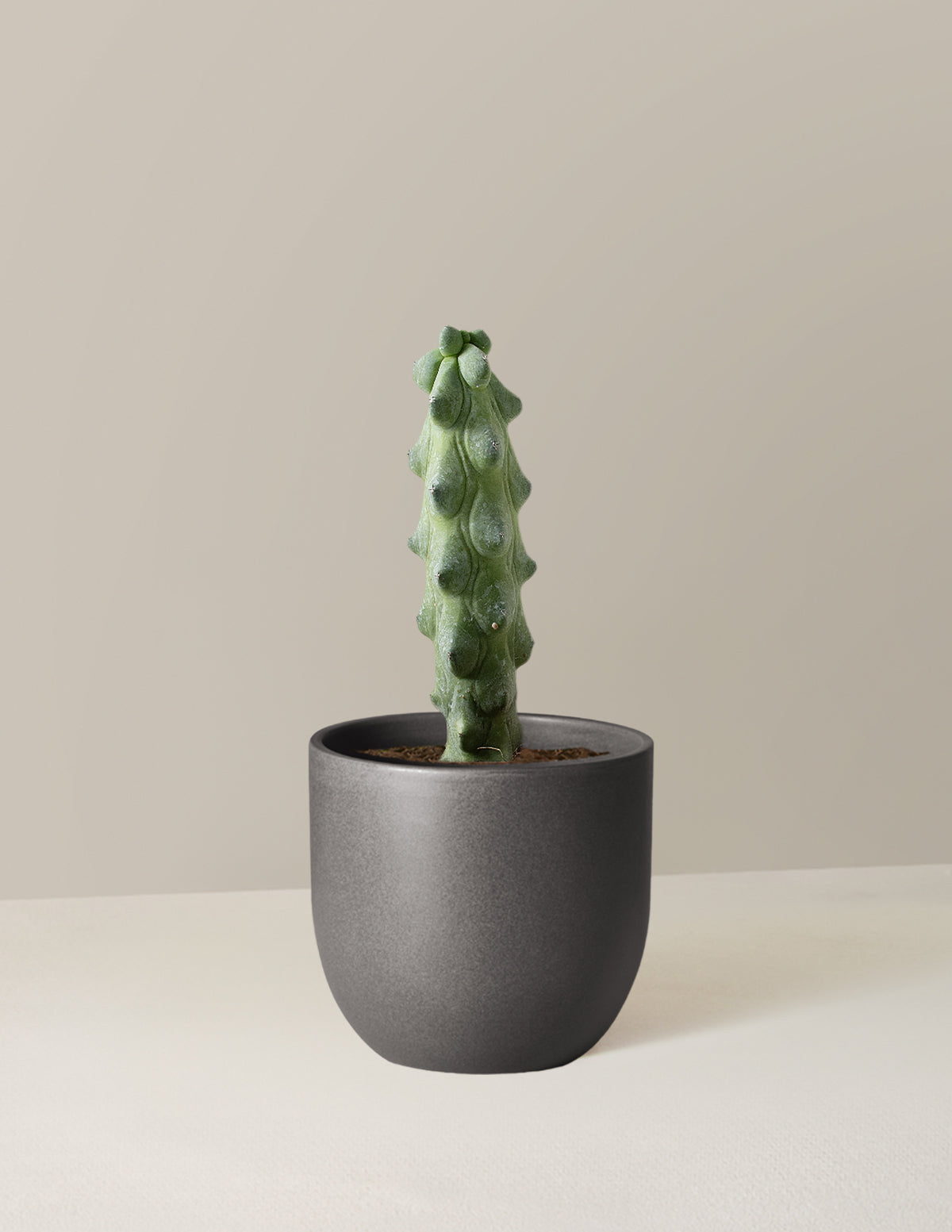 Boobie Cactus
