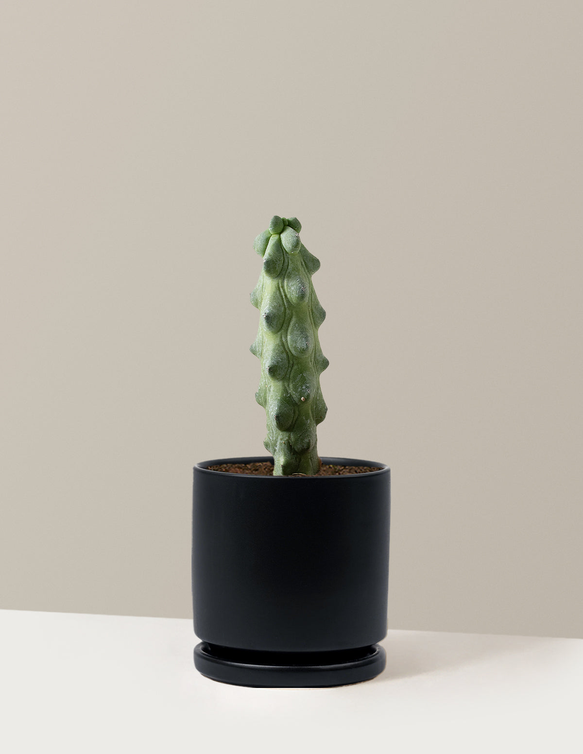 Boobie Cactus