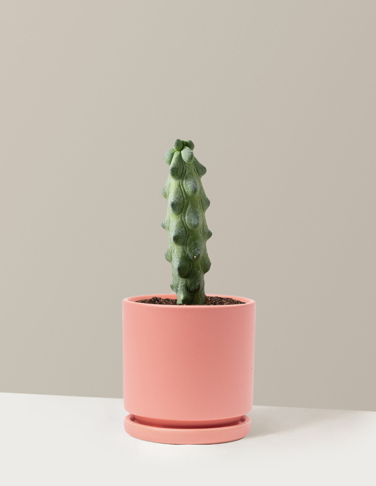 Boobie Cactus