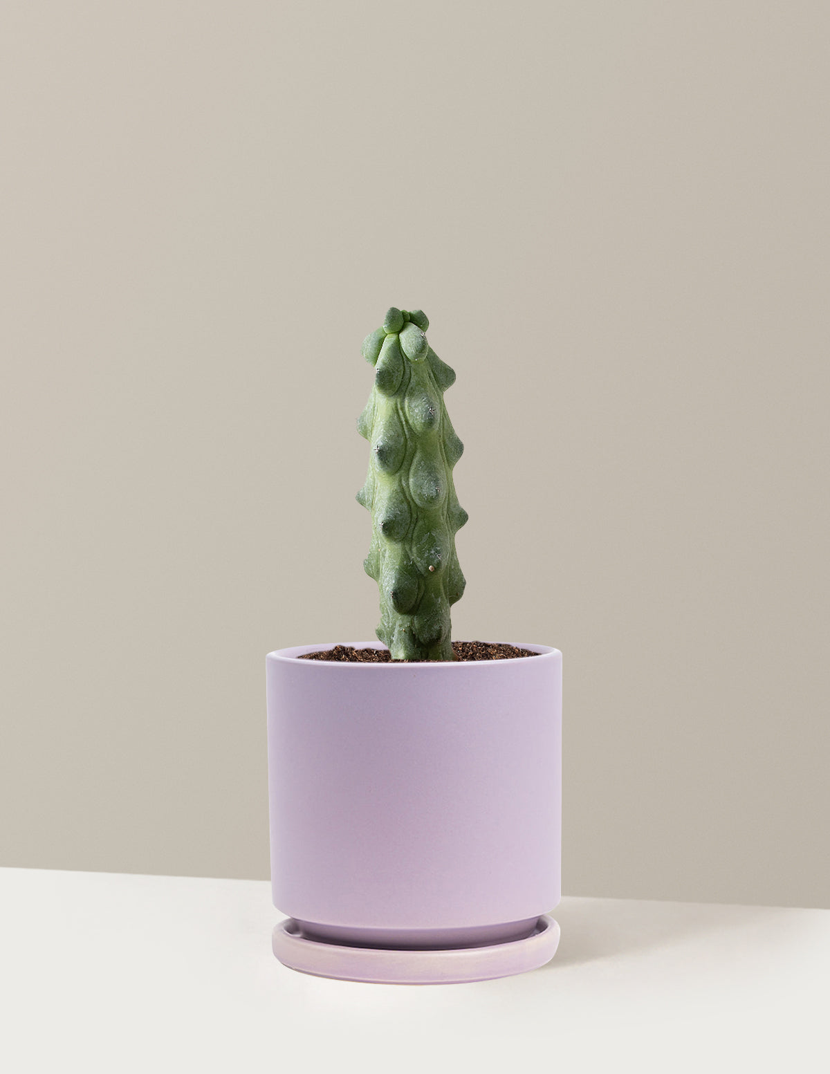 Boobie Cactus