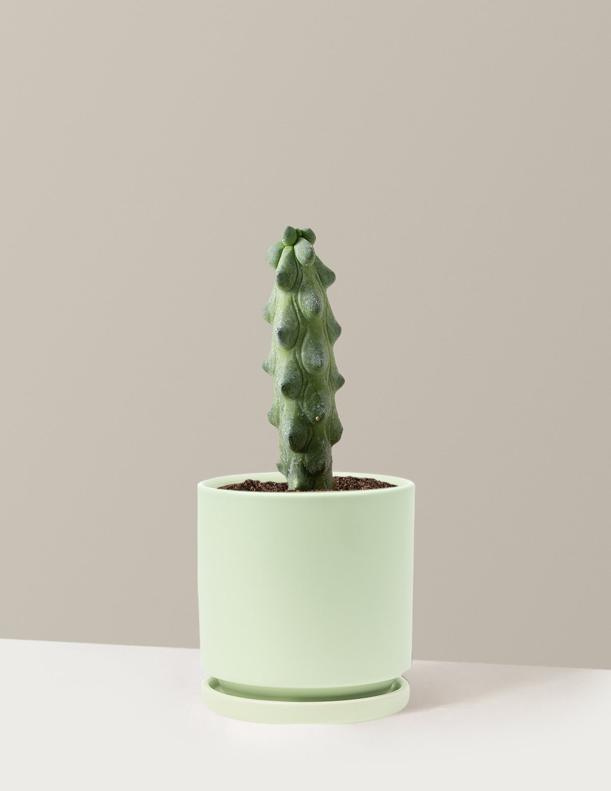 Boobie Cactus