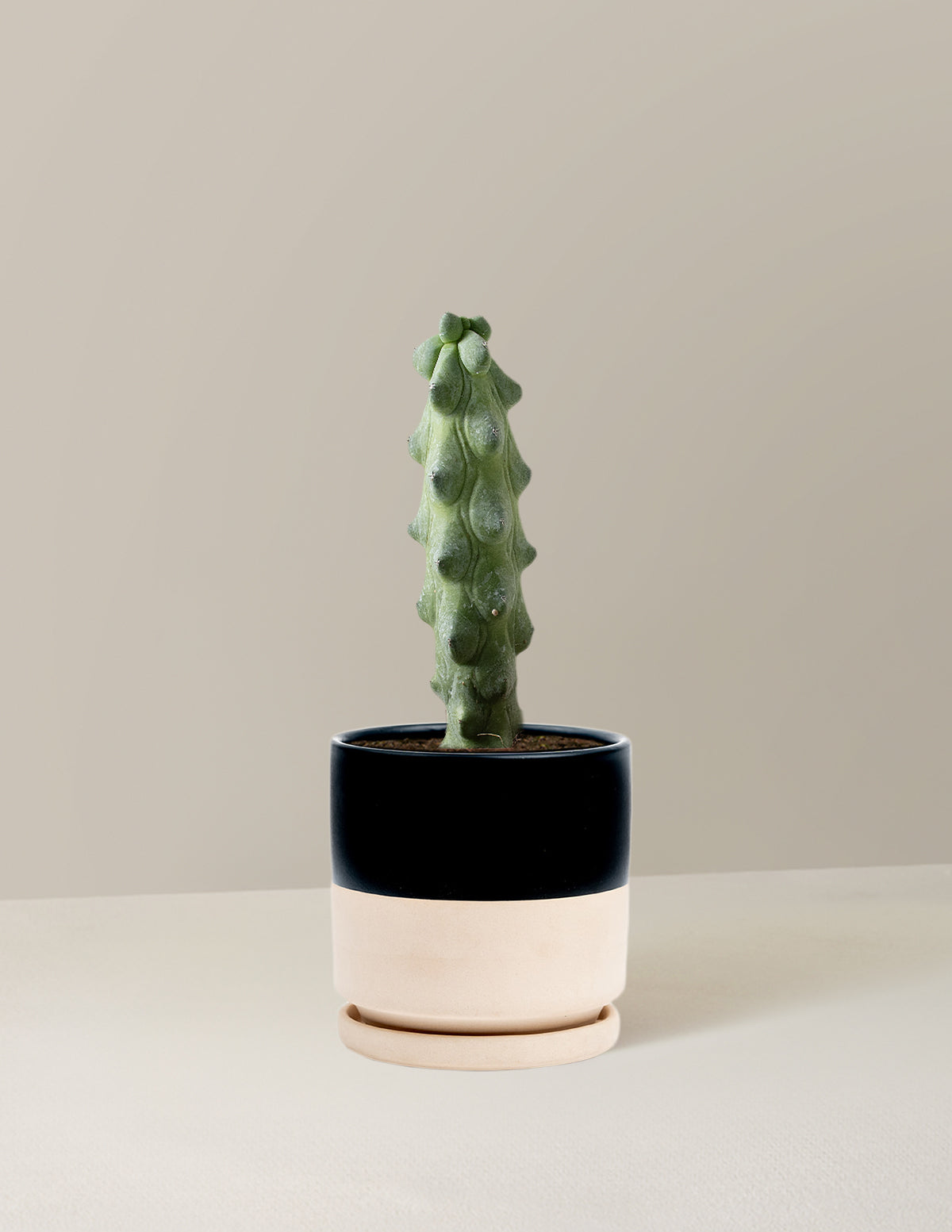 Boobie Cactus