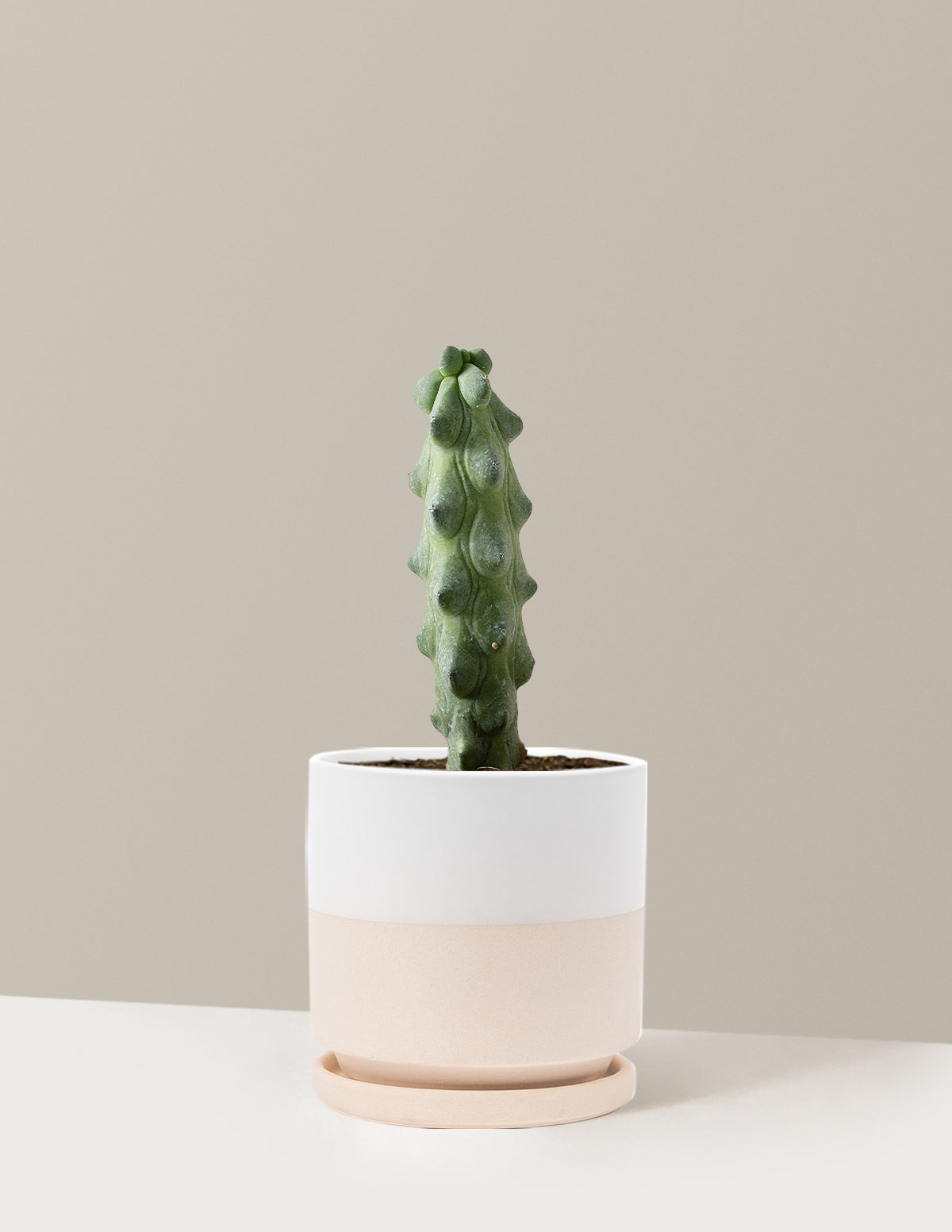 Boobie Cactus