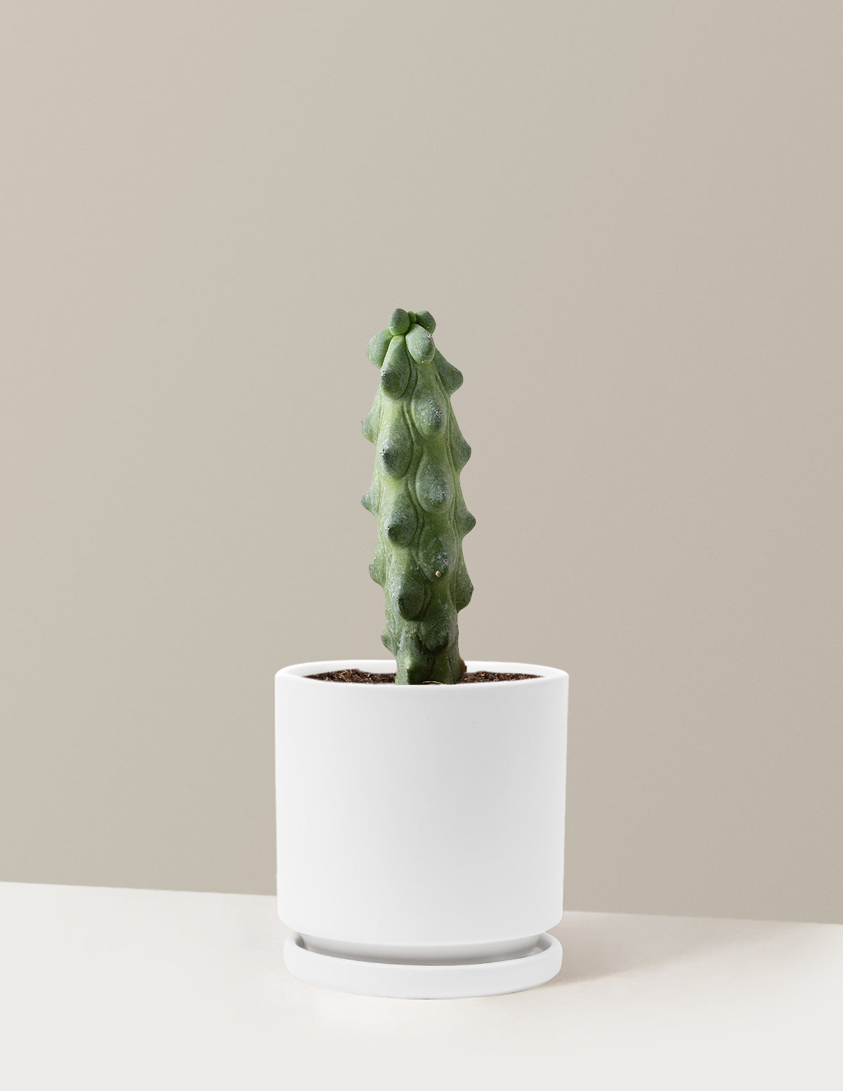 Boobie Cactus