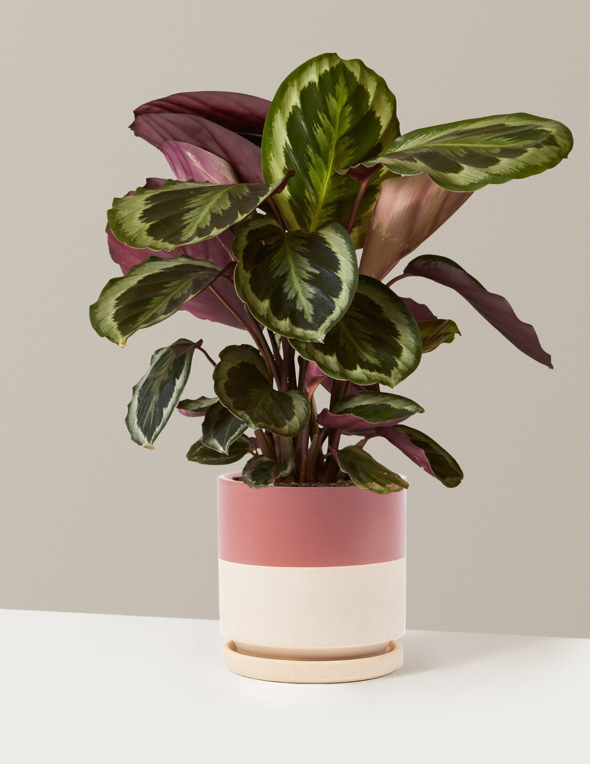 Calathea Medallion
