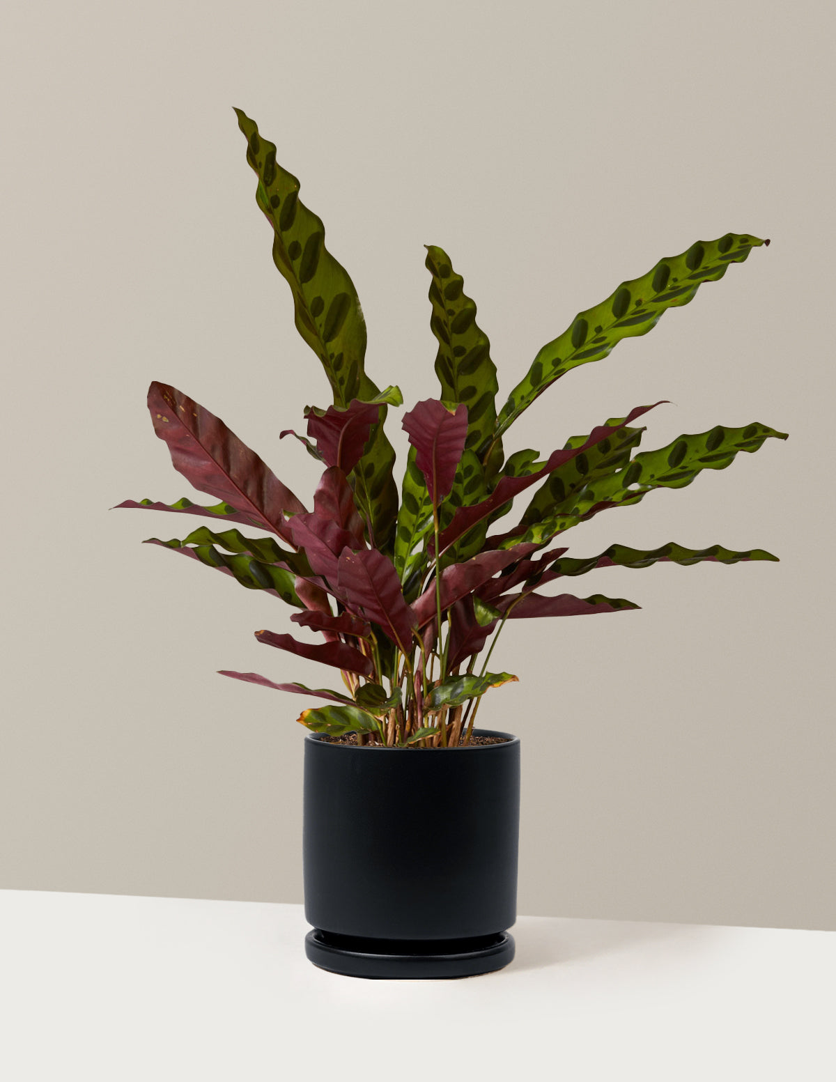 Calathea Rattlesnake