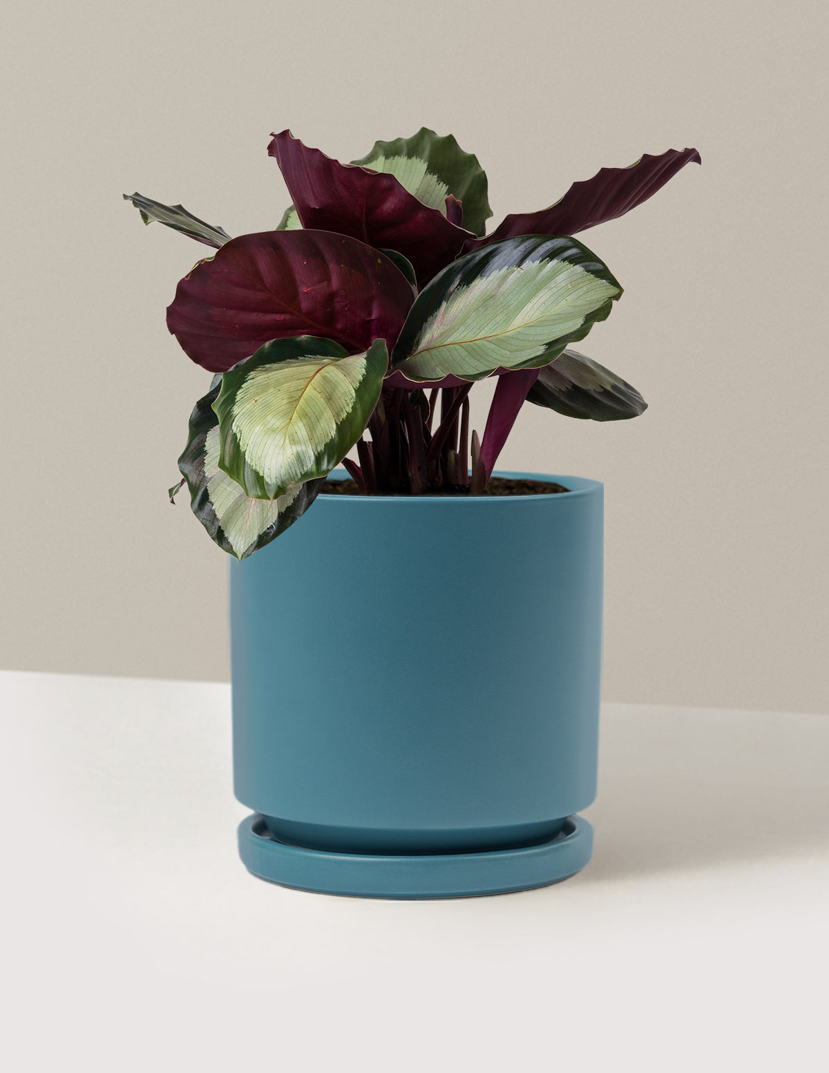 Calathea Rosy