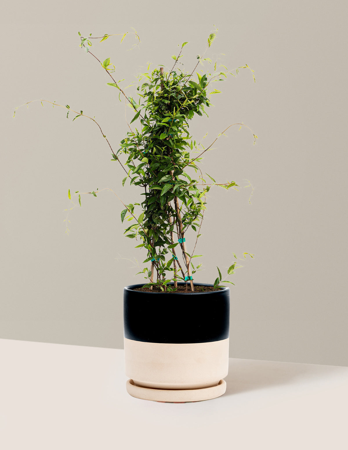 Carolina Jasmine