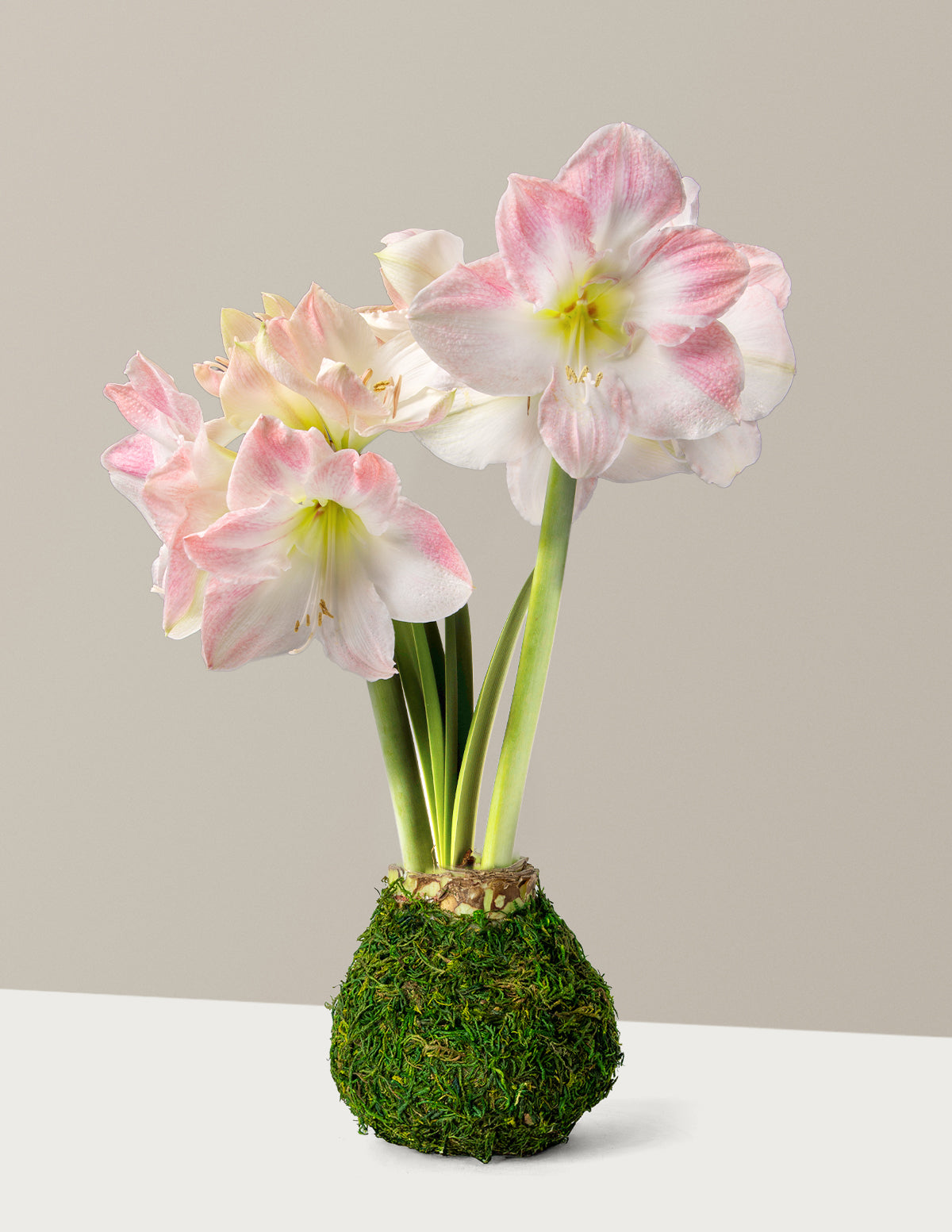 Waxed Amaryllis Bulb