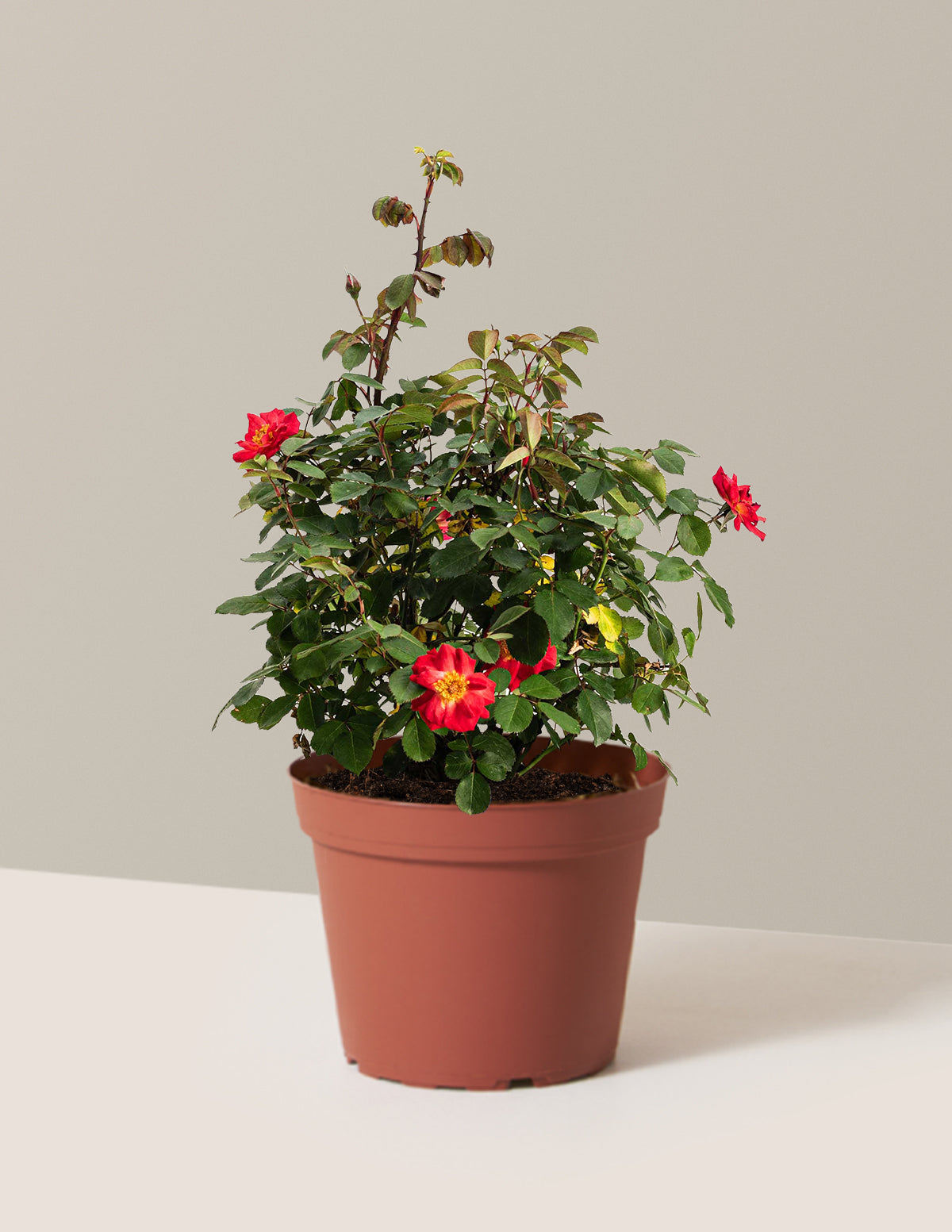 Cinnamon Hearts™ Rose