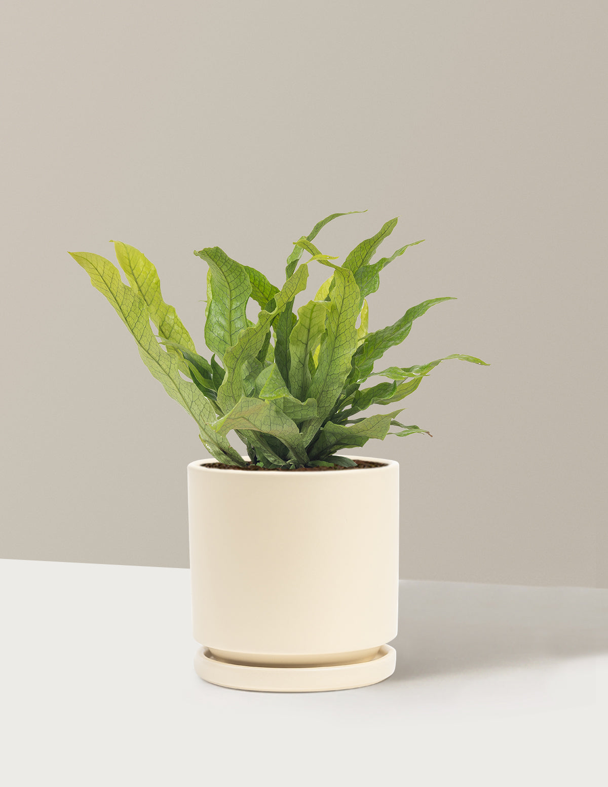 Crocodile Fern