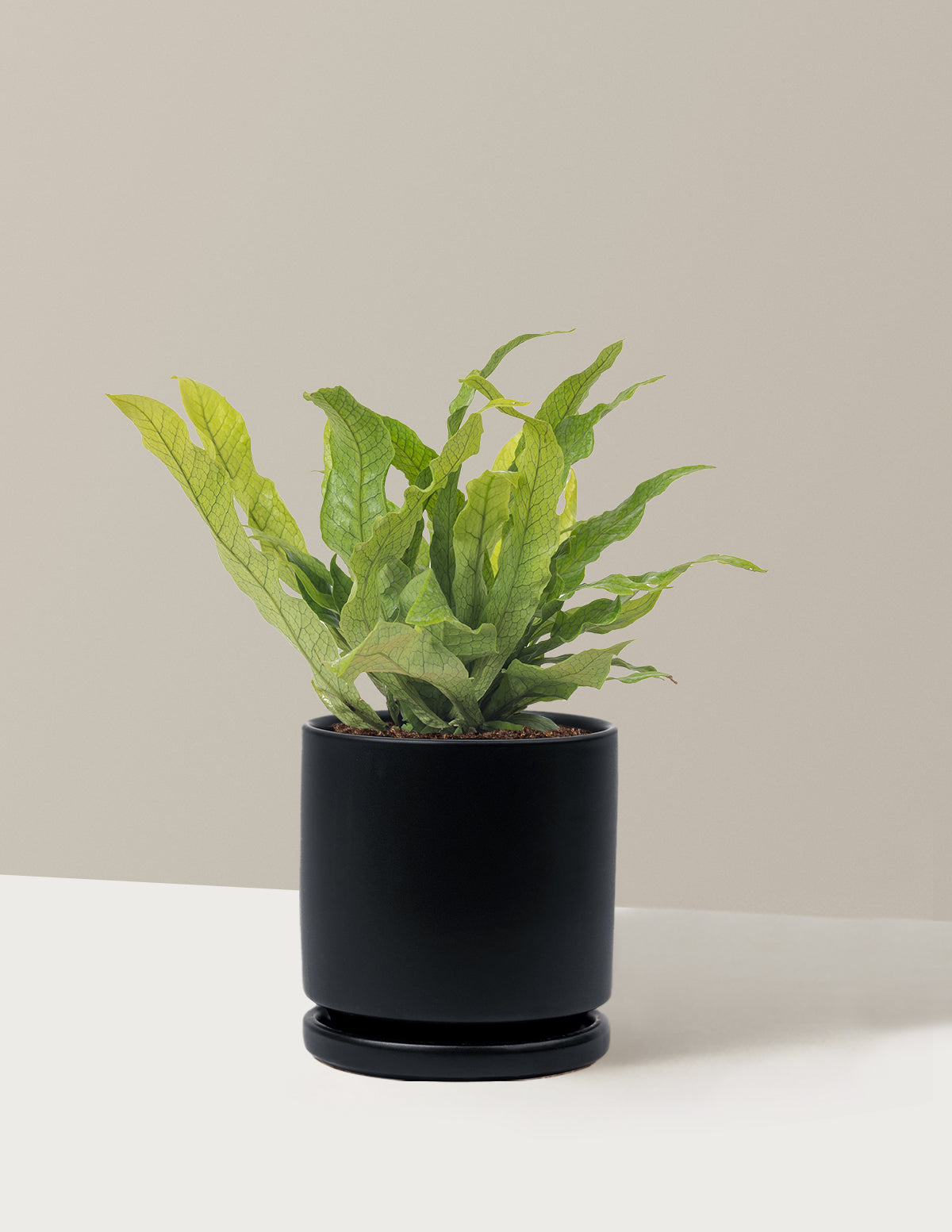Crocodile Fern