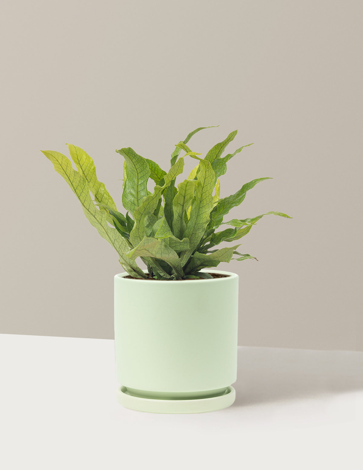 Crocodile Fern