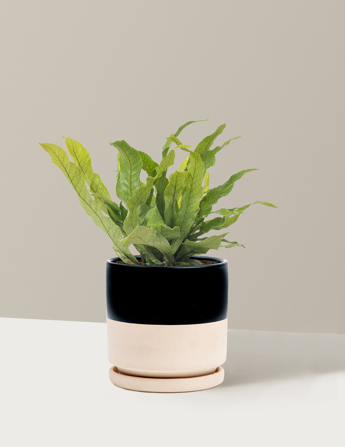 Crocodile Fern