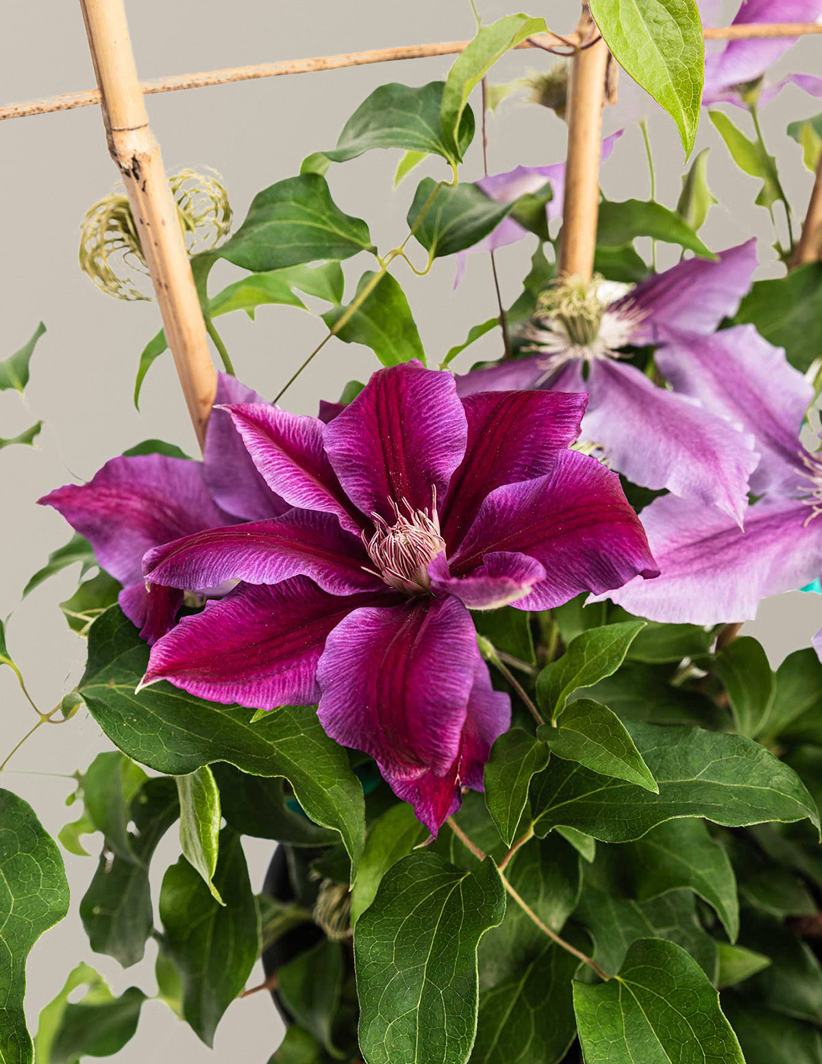 Dr. Ruppel Clematis